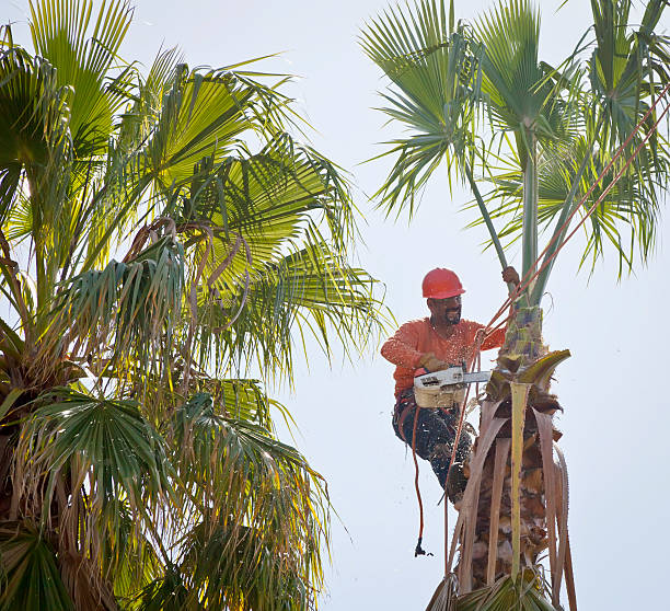 Best Tree Health Inspection  in Lakemont, PA
