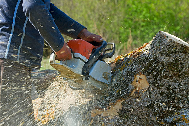 Best Firewood Processing and Delivery  in Lakemont, PA