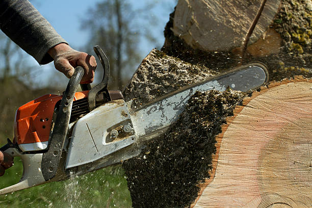 How Our Tree Care Process Works  in  Lakemont, PA