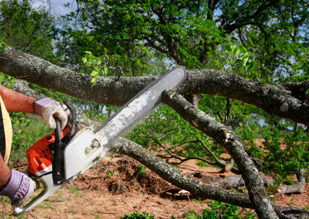 Best Commercial Tree Services  in Lakemont, PA
