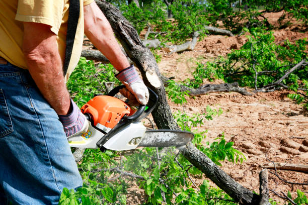 Best Fruit Tree Pruning  in Lakemont, PA