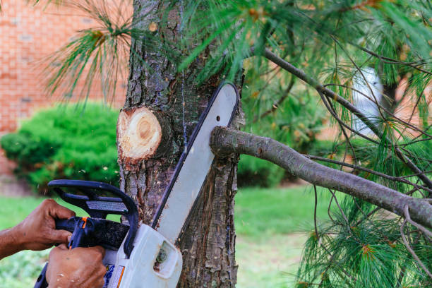 Reliable Lakemont, PA Tree Services Solutions